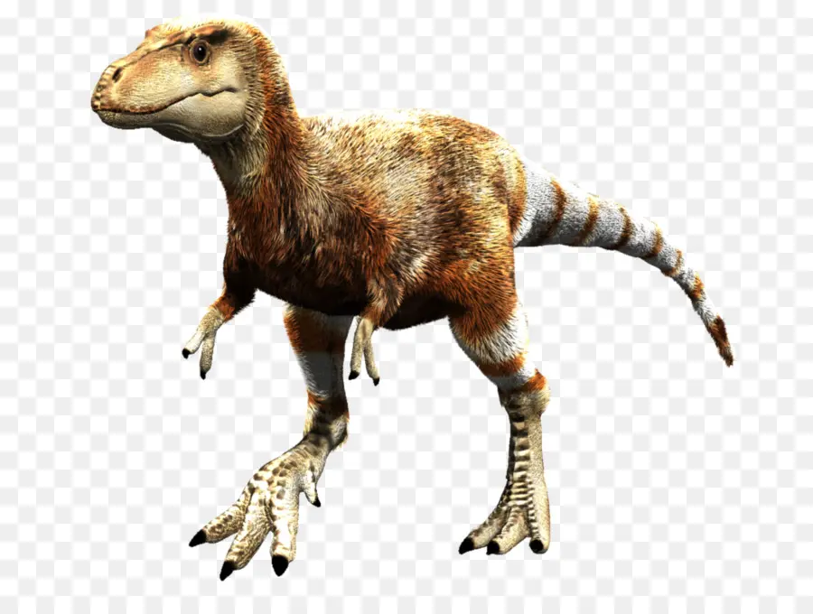 Tyrannosaurus，Velociraptor PNG