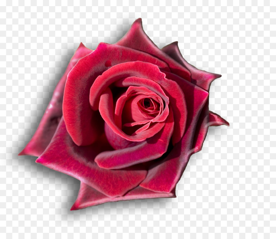 Rosa Roja，Florecer PNG