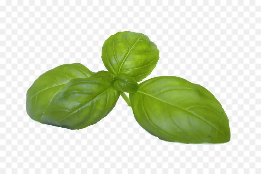 La Albahaca，Cilantro PNG