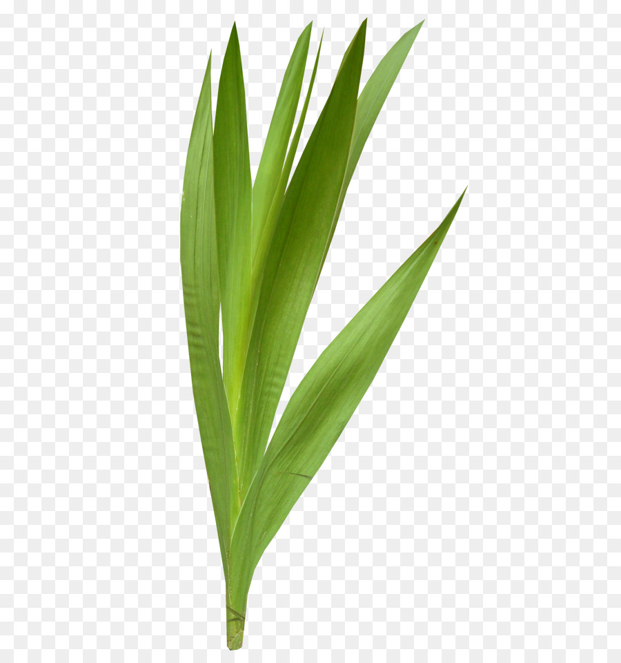 Hoja，Flor PNG