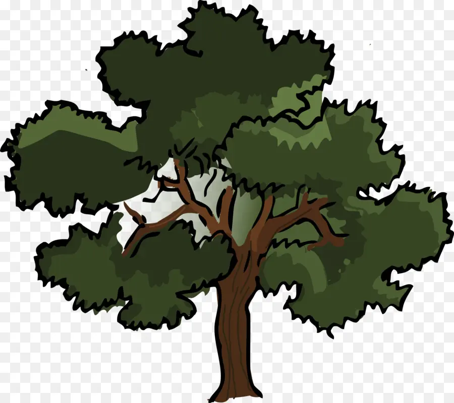 Roble，árbol PNG