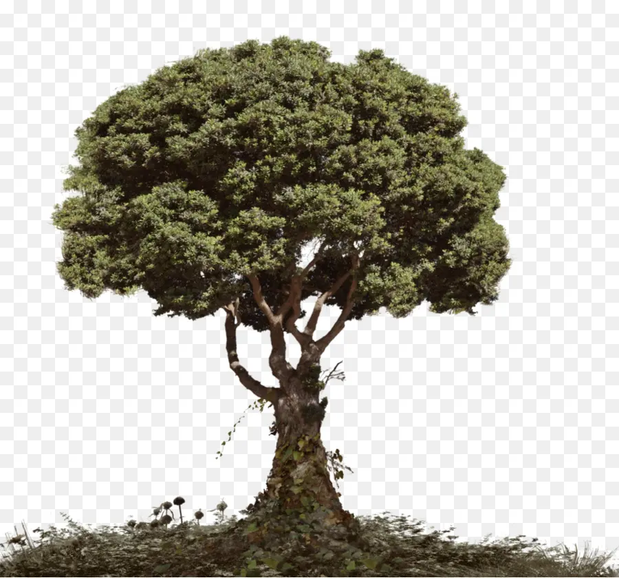 árbol Verde，Naturaleza PNG