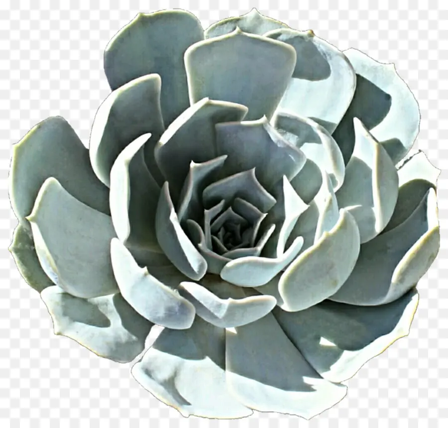 Brazil，Echeveria Lilacina PNG