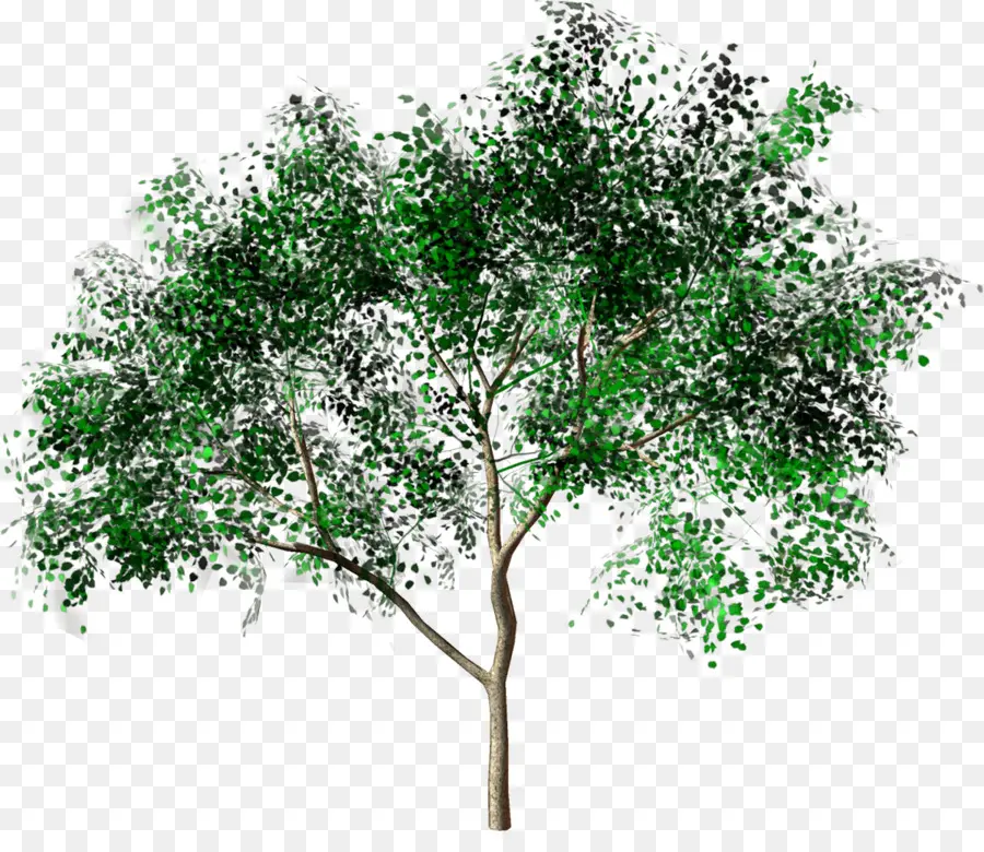 Árbol，Verde PNG