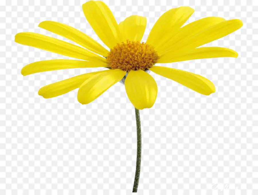 Flor，Amarillo PNG