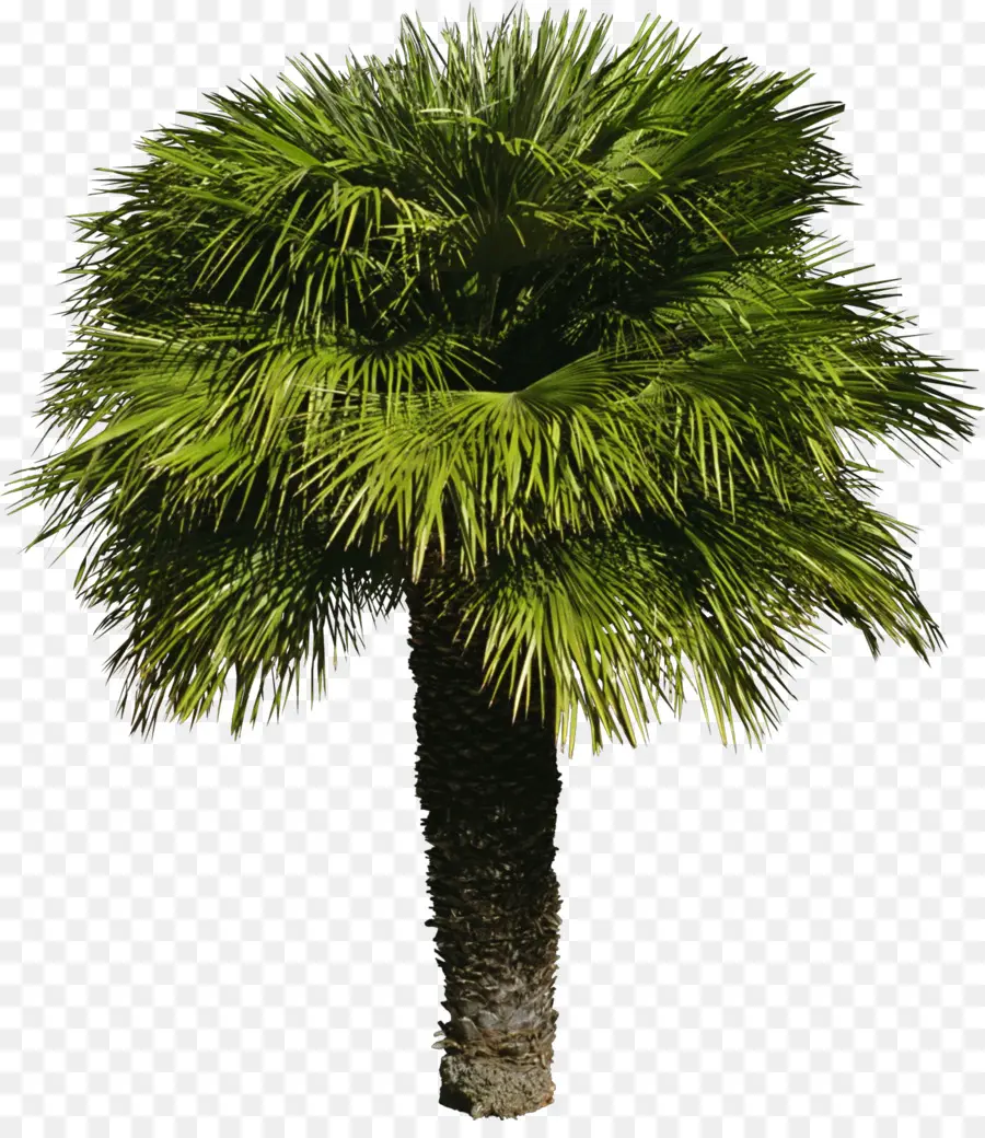 Palmera，Tropical PNG