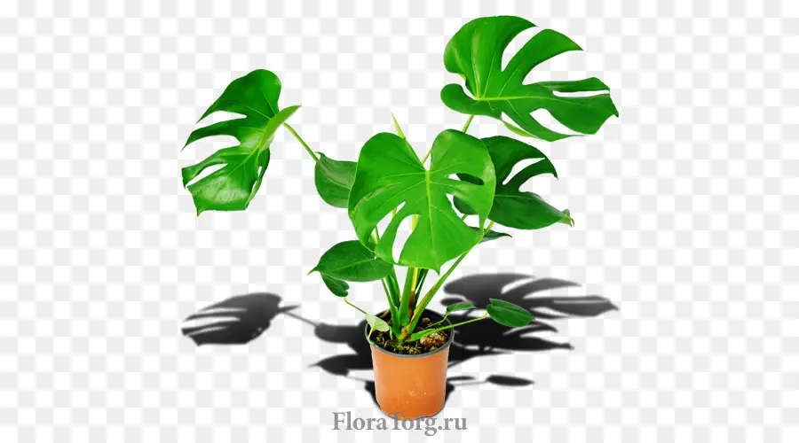 Planta Verde，Hojas PNG