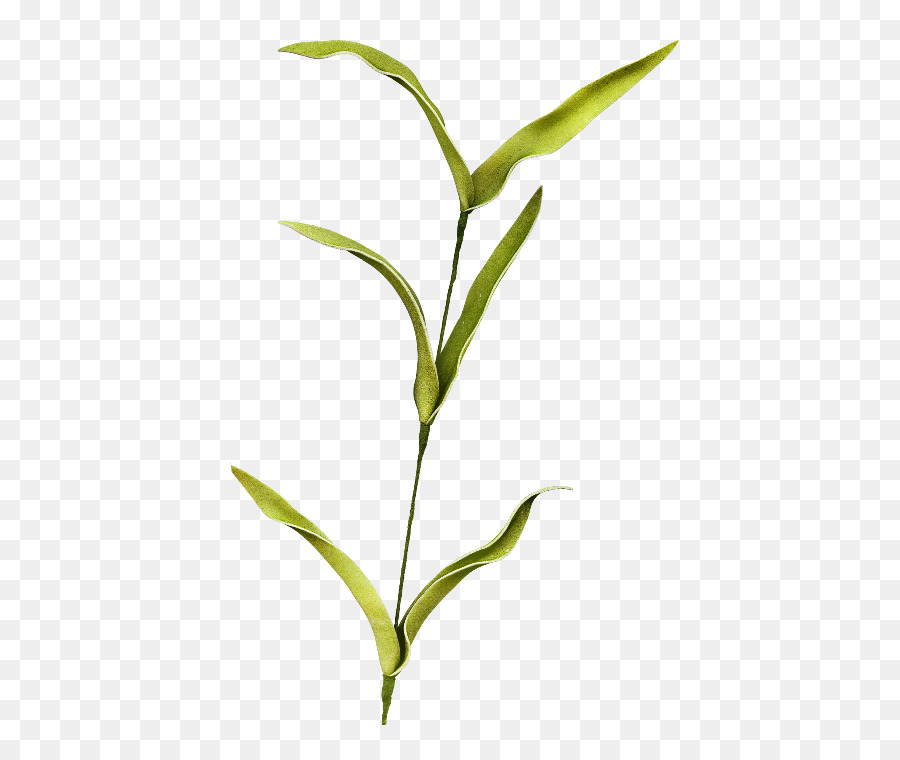 Planta Verde，Hojas PNG