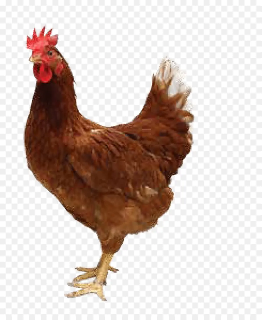 Pollo，Pollo Asado PNG