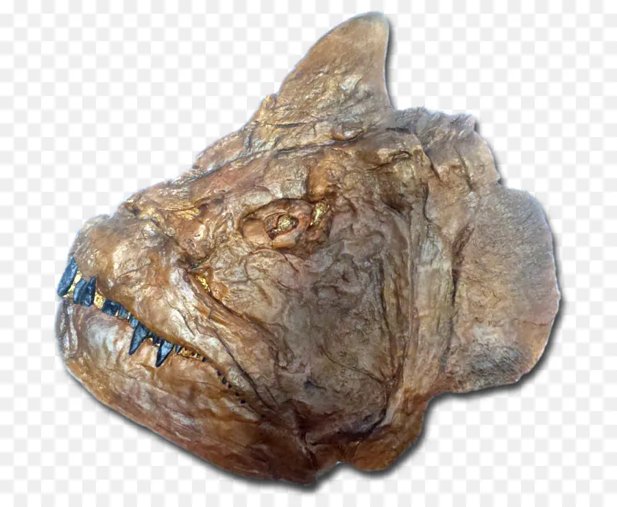 Cabeza De Pez Fosilizada，Prehistórico PNG