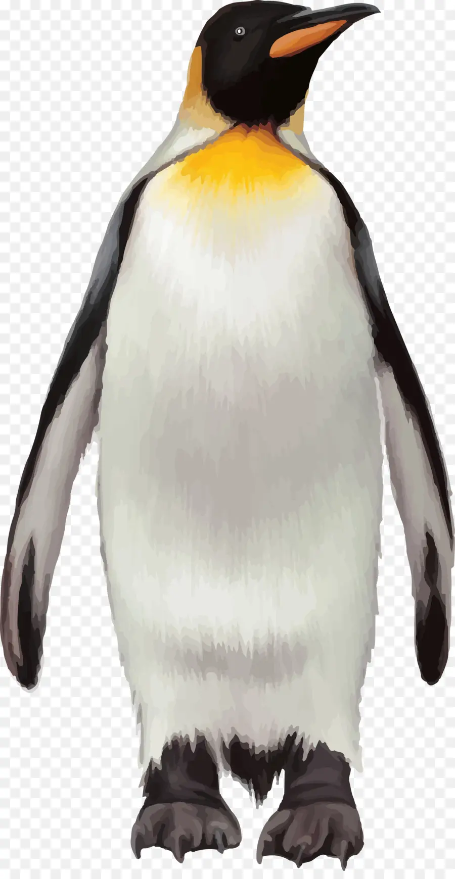 Penguin，Vecteur PNG
