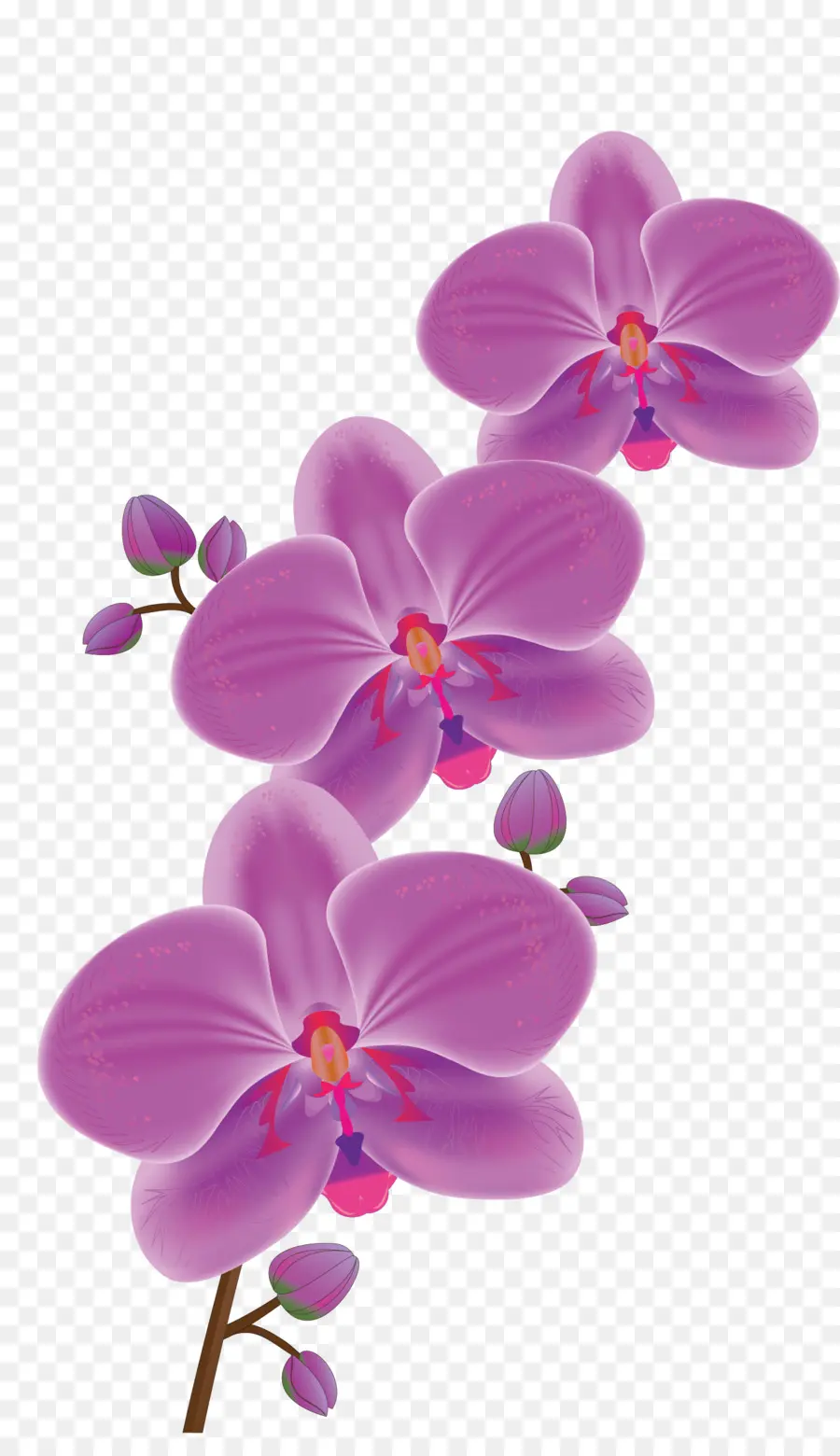 Orquídea，Florecer PNG