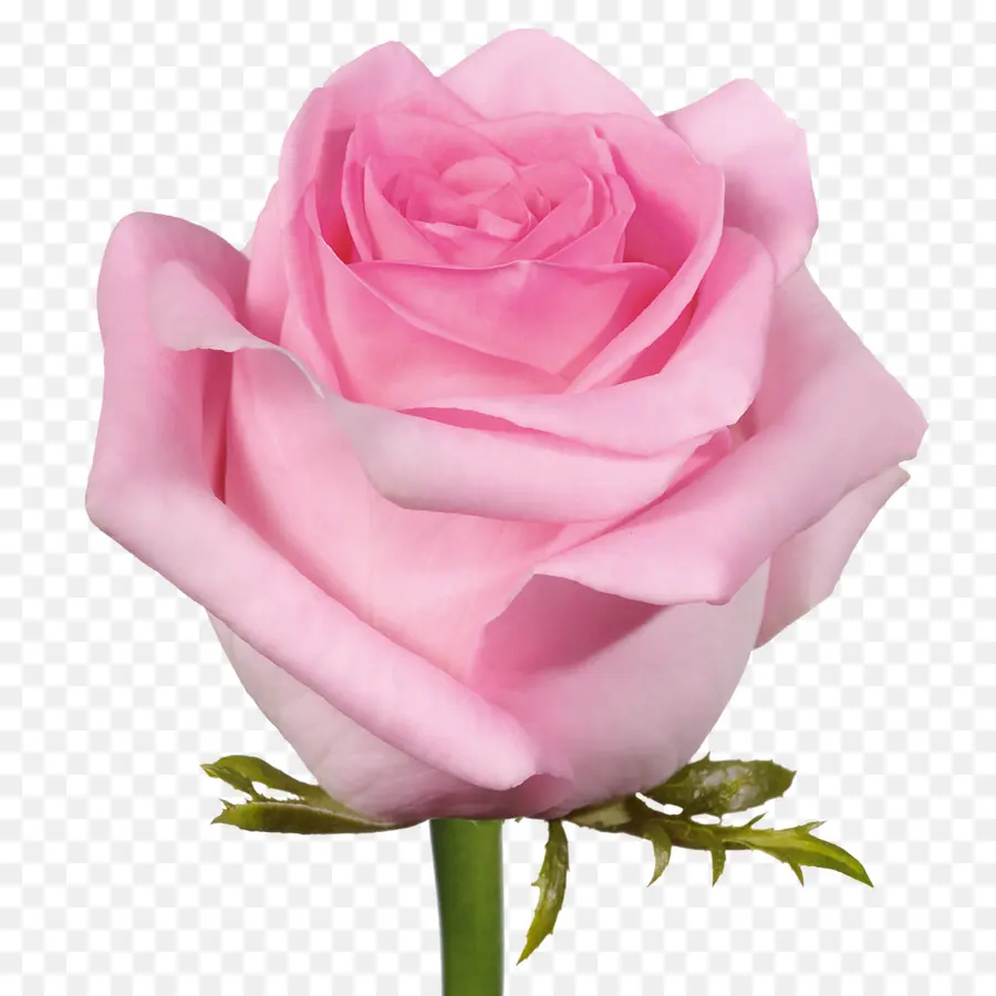 Rosas Moradas，Ramo PNG