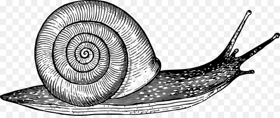 Dibujo，Caracol PNG