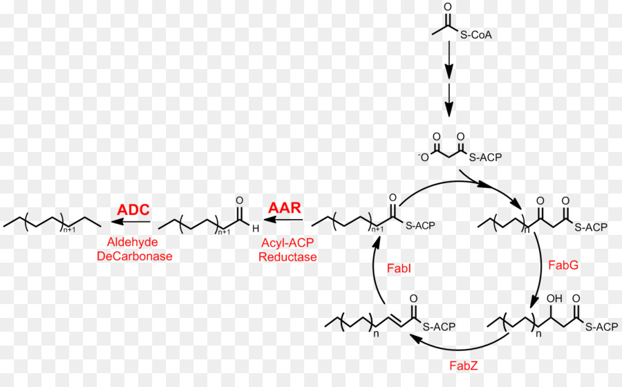 Estructura Química，Molécula PNG