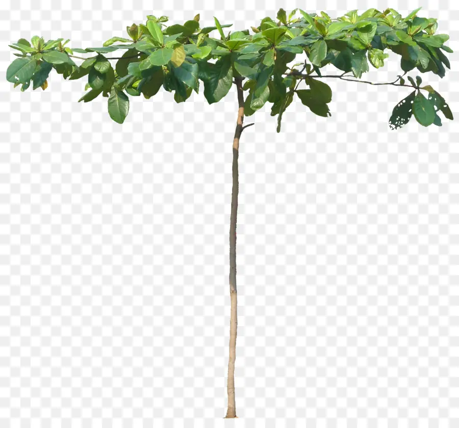 Árbol，Hojas PNG