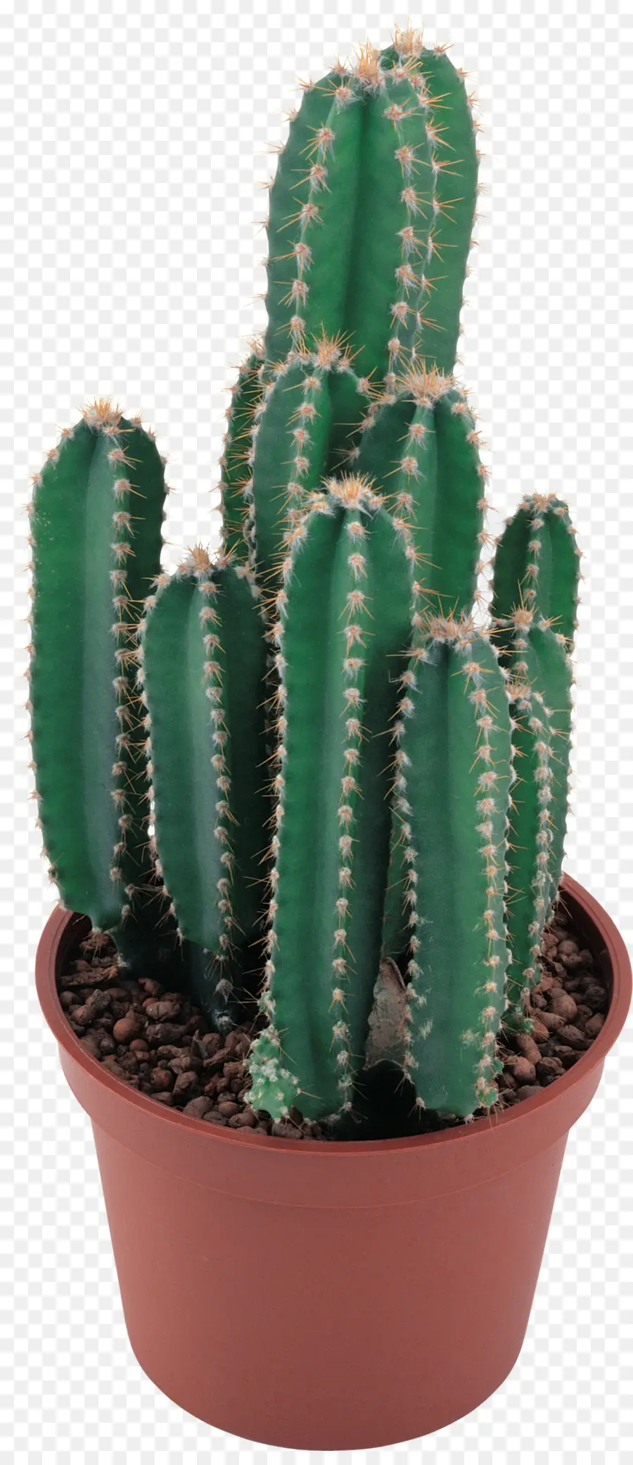 Cactaceae，Descargar PNG