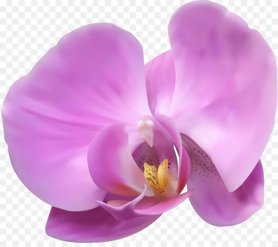 Orquídea，Floración PNG