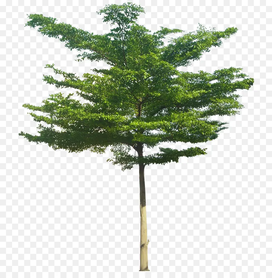 Indianalmond，árbol PNG