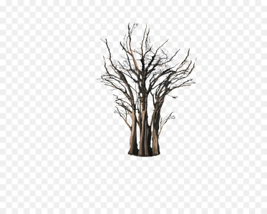 árbol Desnudo，Desnudo PNG