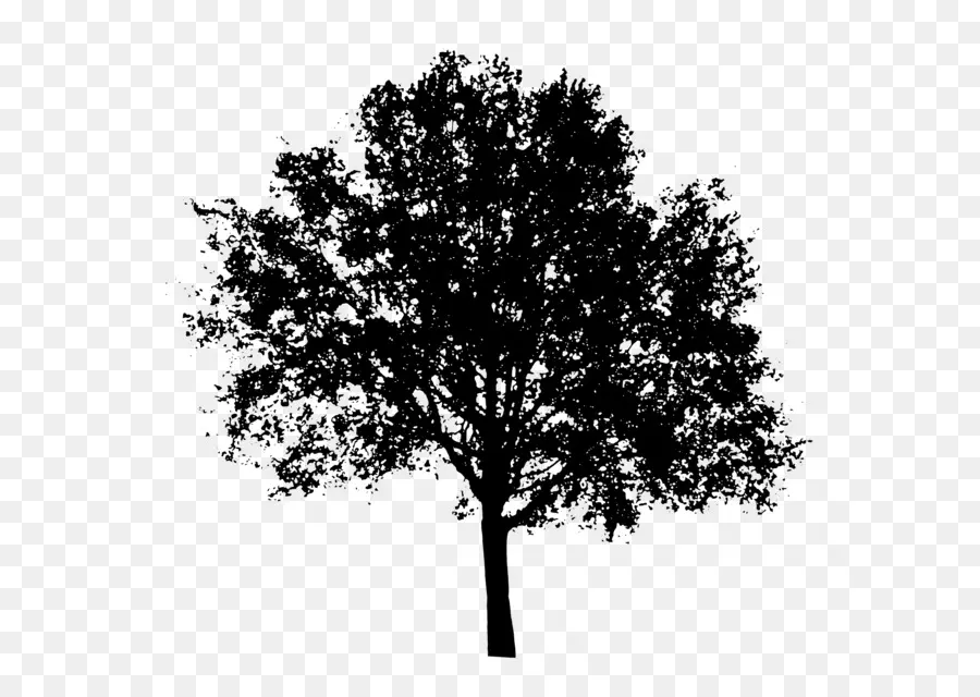 Silueta De Arbol，Negro PNG