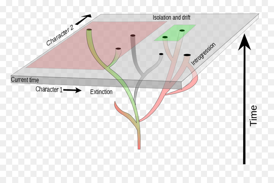 La Sistemática De，árbol Filogenético PNG