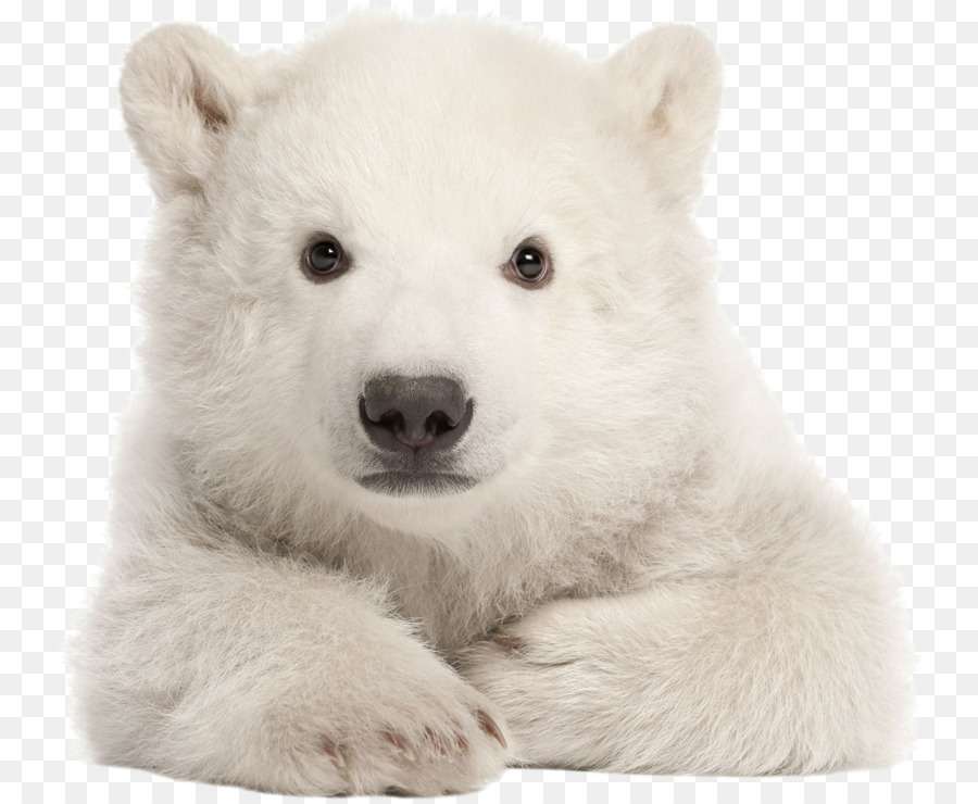 Cachorro De Oso Polar，Oso PNG