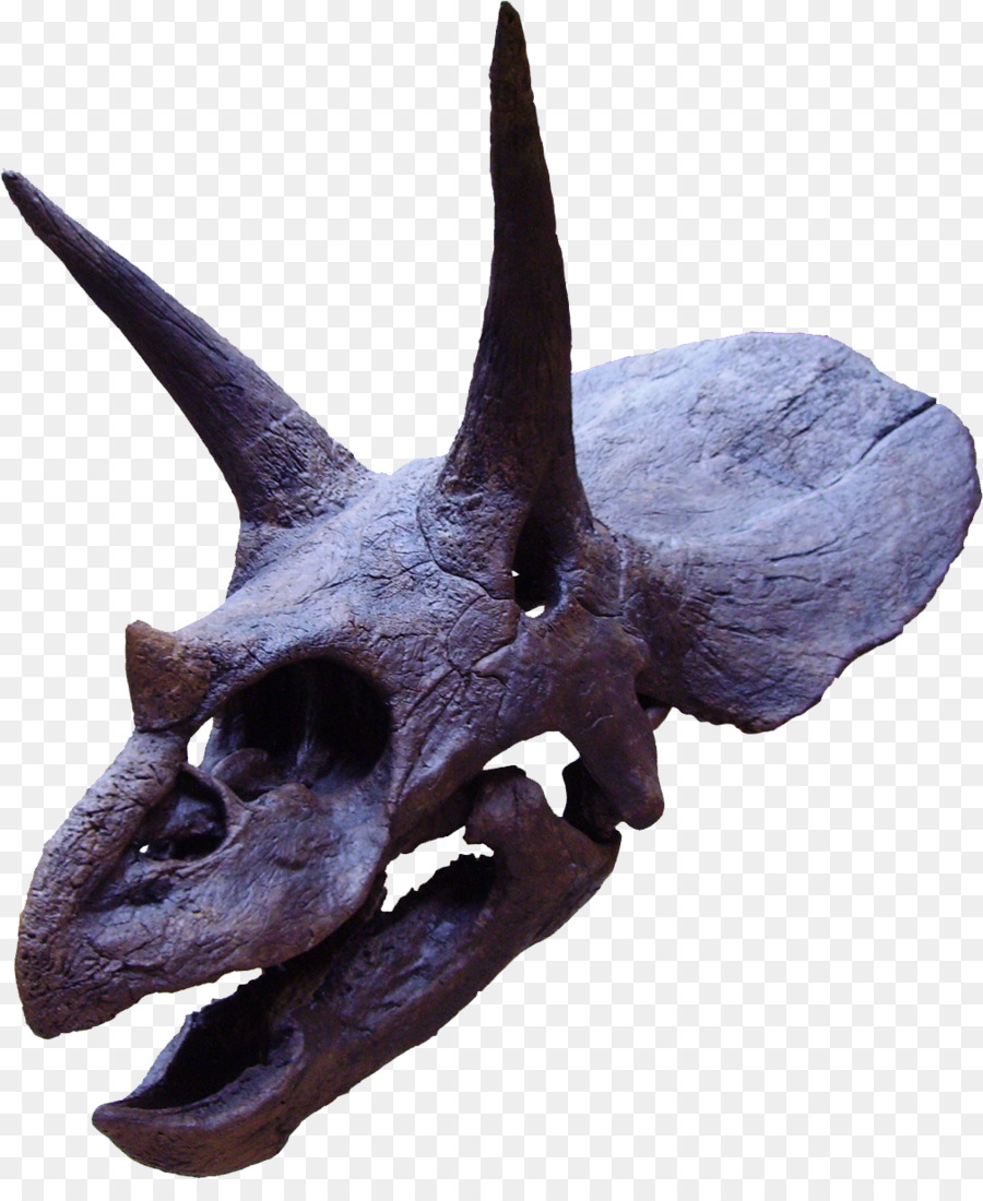 Cráneo De Dinosaurio，Fósil PNG