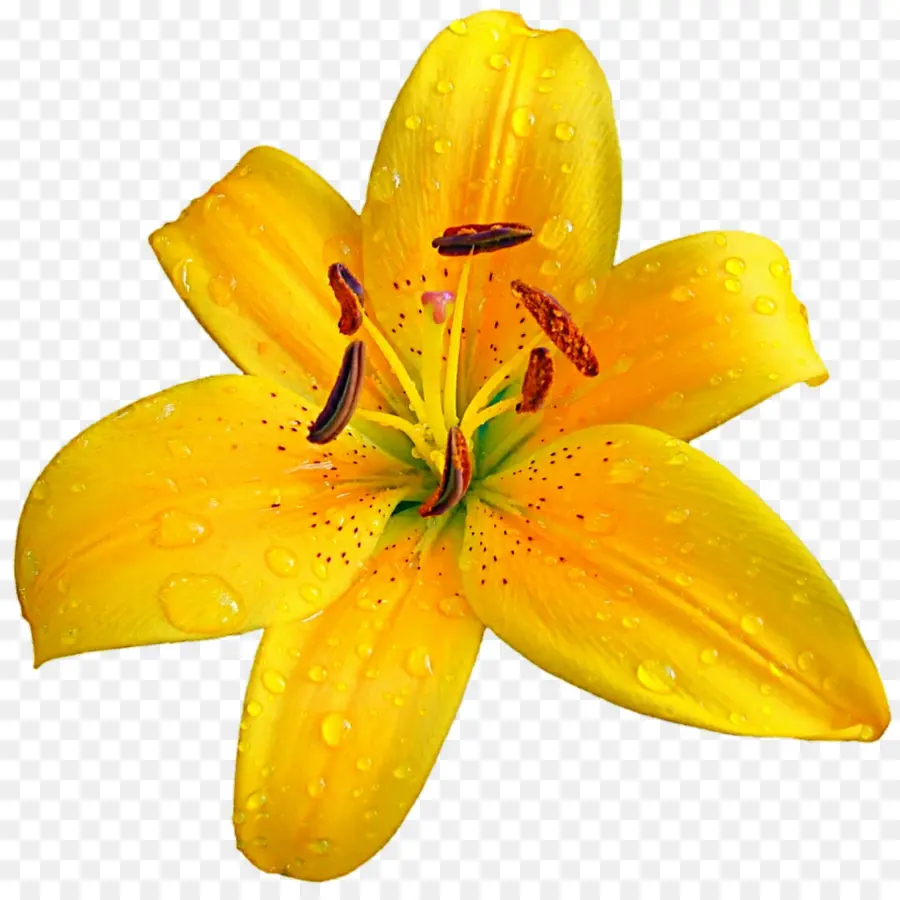 Lilium Bulbiferum，Lirio De Pascua PNG