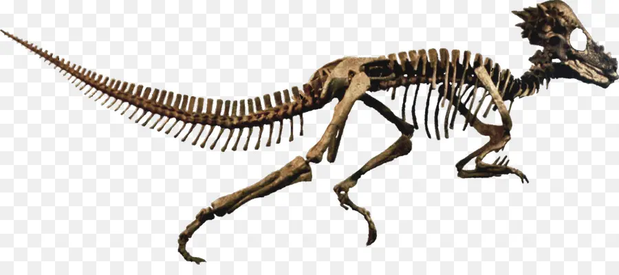 Pachycephalosaurus，Stegoceras PNG