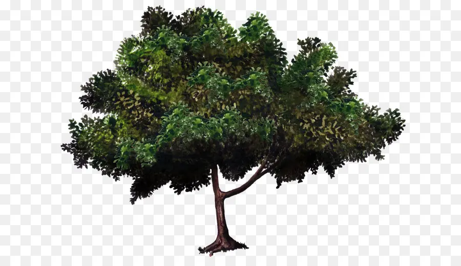 árbol Verde，Naturaleza PNG