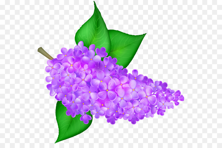 Flor Lila，Hojas PNG