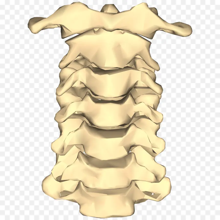 La Columna Vertebral，Vértebras Cervicales PNG