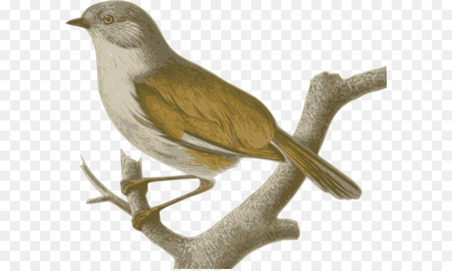 Gorrión，Las Aves Del Mundo Recomendados Nombres En Inglés PNG