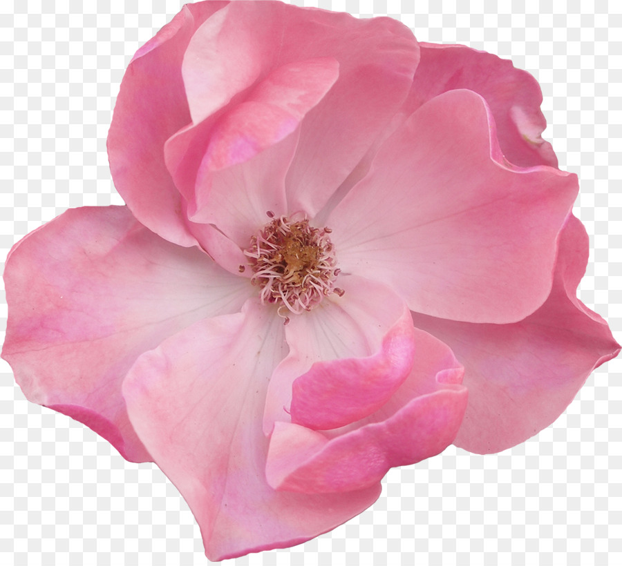 Flor，Rosa PNG