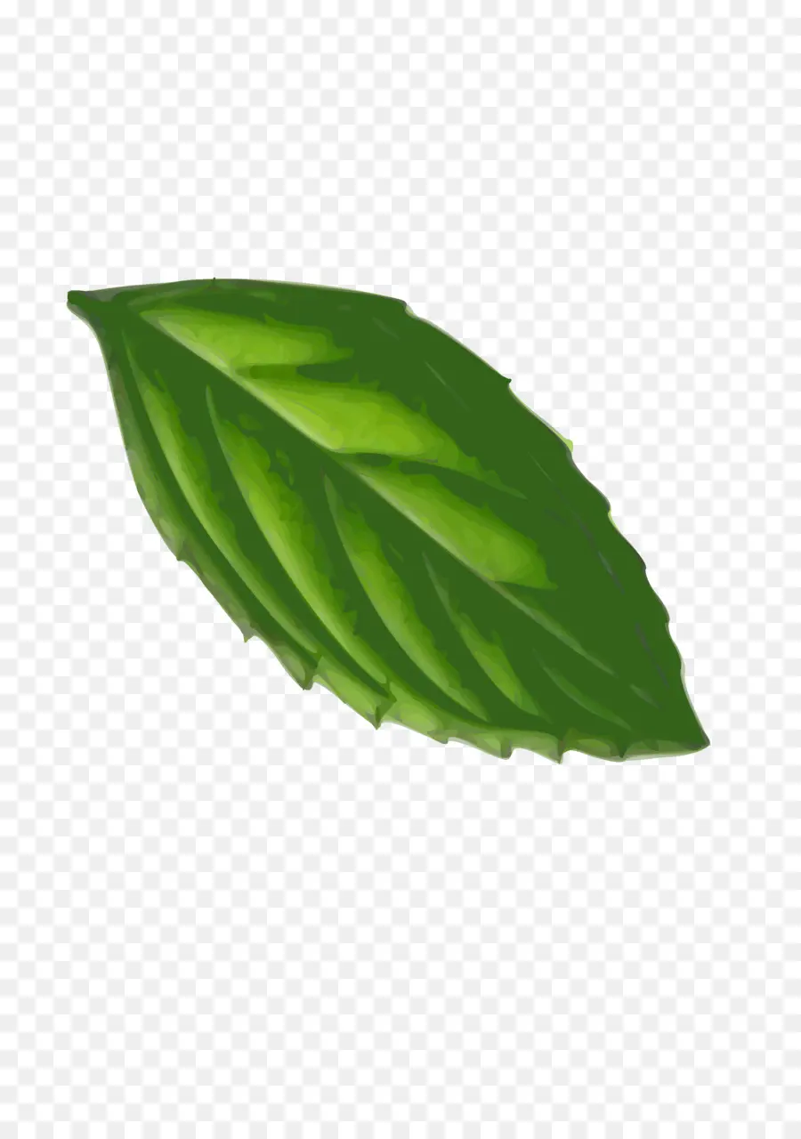 Hoja Verde，Planta PNG