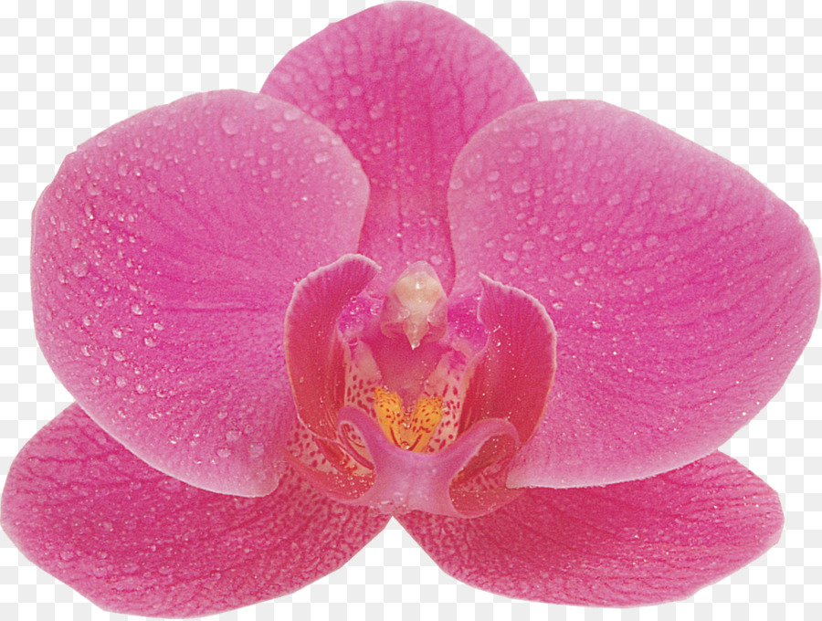 Las Orquídeas，Phalaenopsis Afrodita PNG