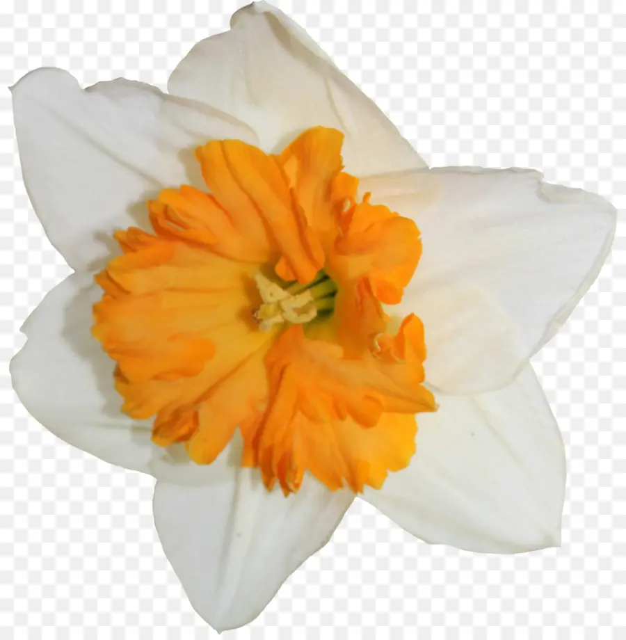 Flor Blanca Y Naranja，Pétalos PNG