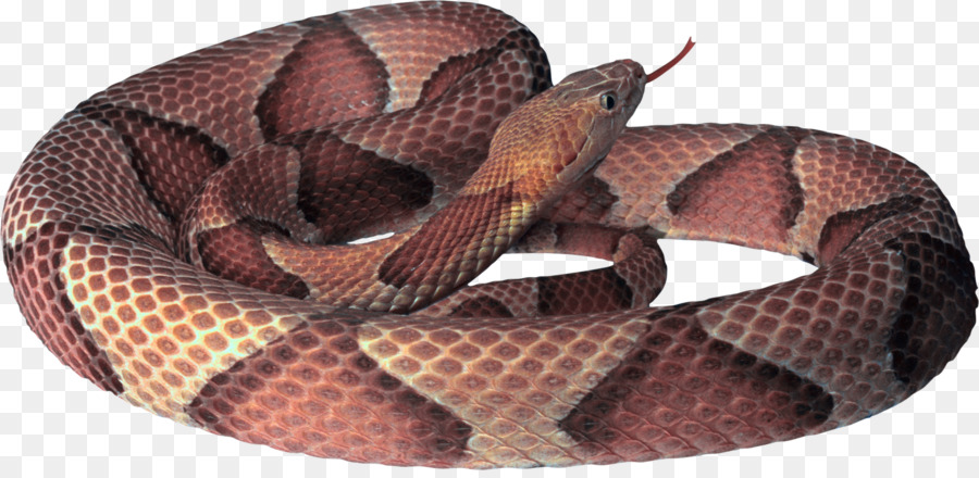 La Serpiente，Fondo De Escritorio PNG