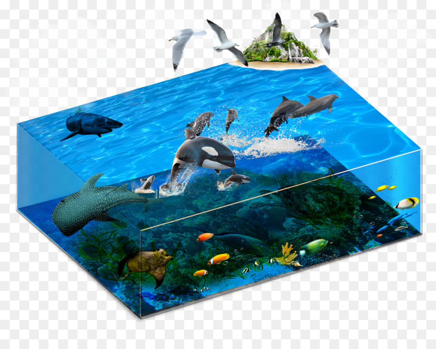 Acuario，Marina PNG