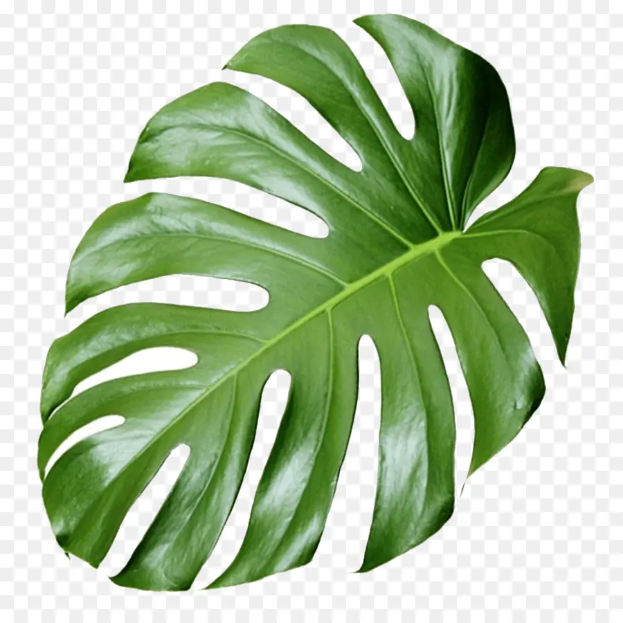 Planta，La Estética PNG