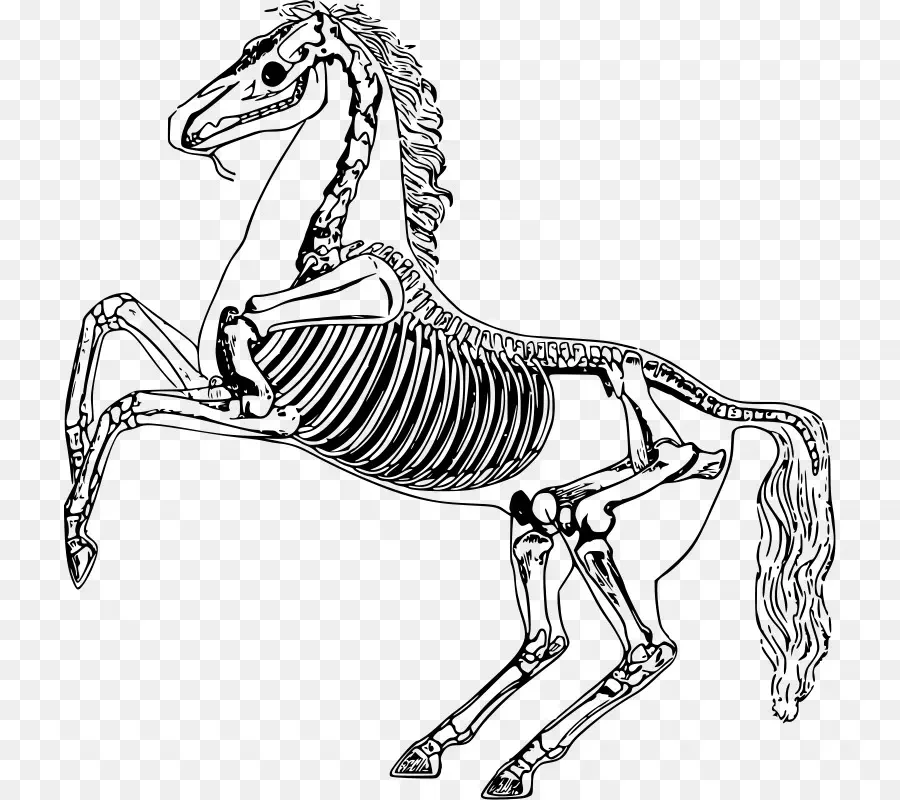 Caballo，Anatomía Del Caballo PNG