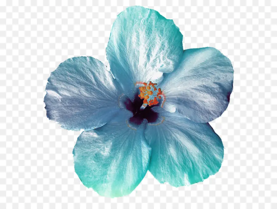 Flor Azul，Flor PNG