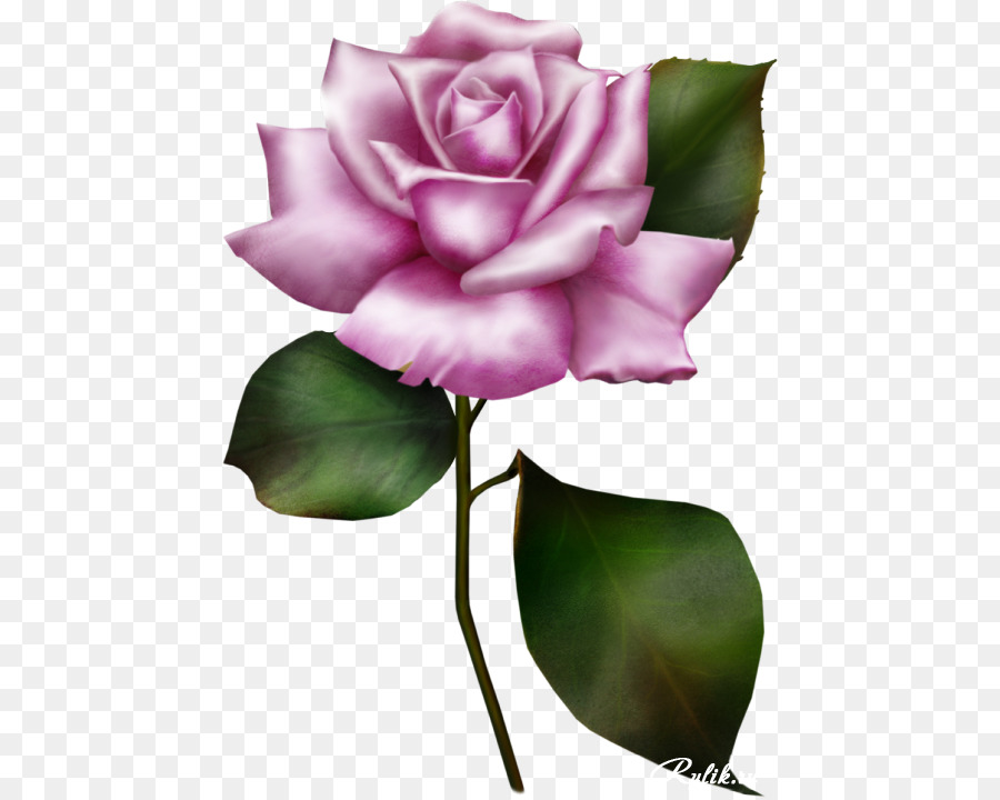 Rosa，Flor PNG