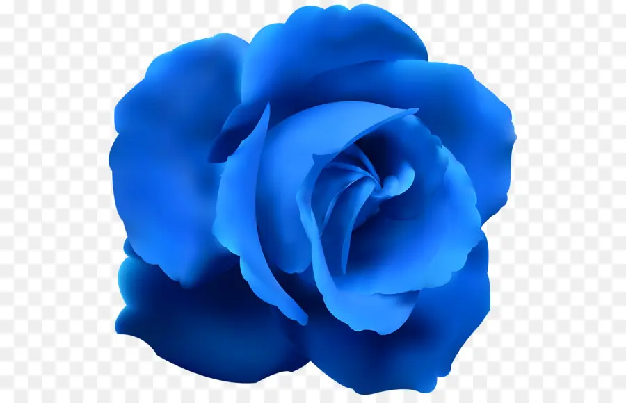 Rosa Azul，Rosa PNG