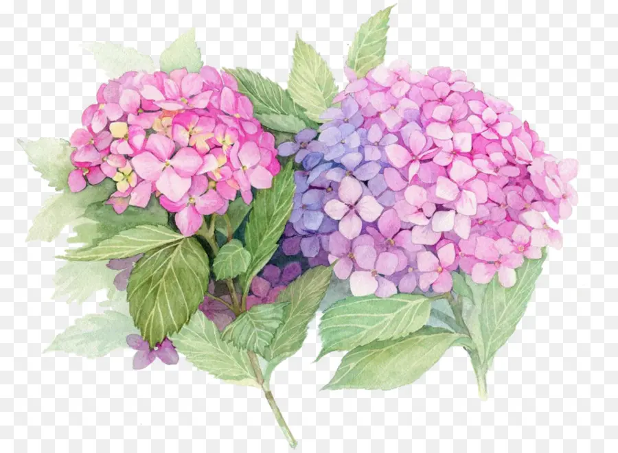 Flores Rosadas Y Moradas，Hortensia PNG