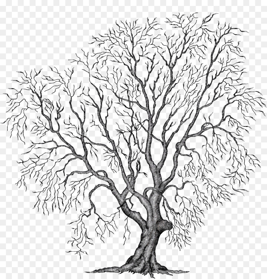 Dibujo De Arbol，Bosquejo PNG