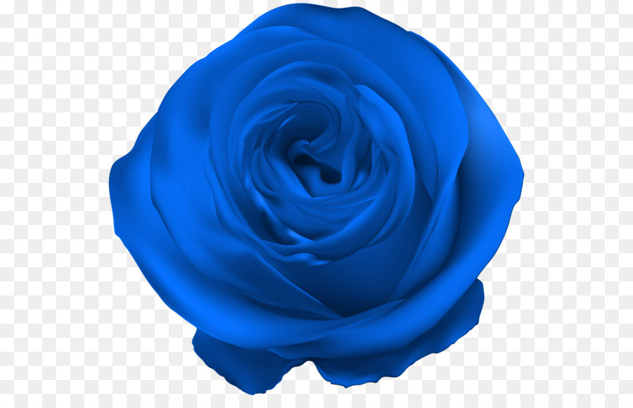 Rosa，Rosa Azul PNG