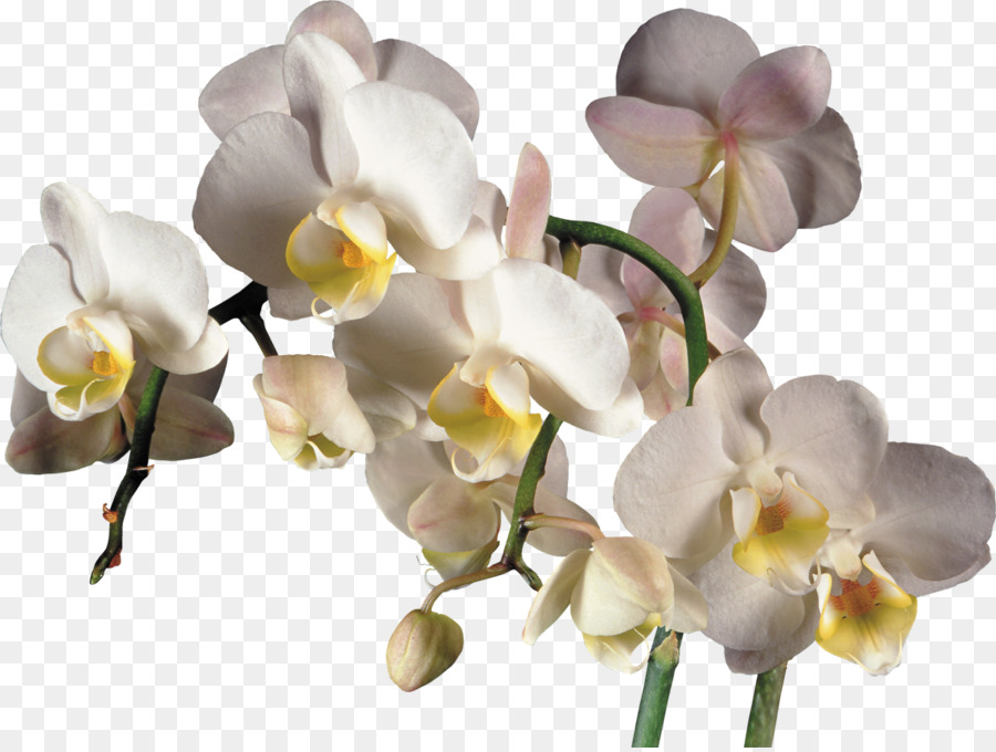 Las Orquídeas，La Polilla De Las Orquídeas PNG