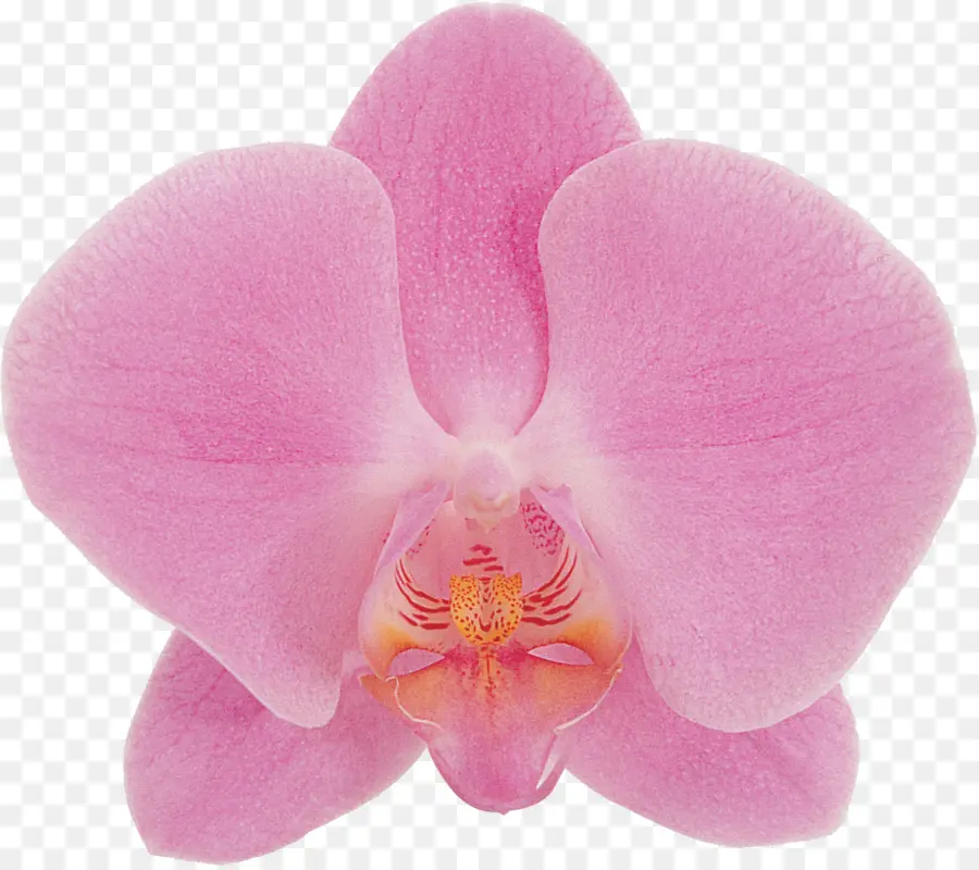 Phalaenopsis Afrodita，Flor PNG